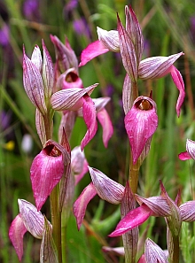Common Tongue Orchid – Serapias lingua  © Teresa Farino