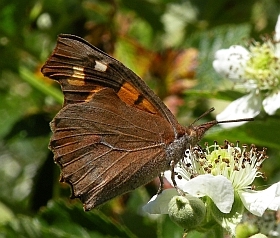 Nettle-tree Butterfly – Libythea celtis