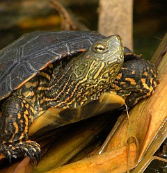 Spanish Terrapin – Mauremys leprosa © Teresa Farino