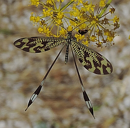 Thread-winged Lacewing – Nemoptera bipennis