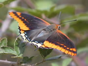 Two-tailed Pasha - Extremadura © John Muddeman