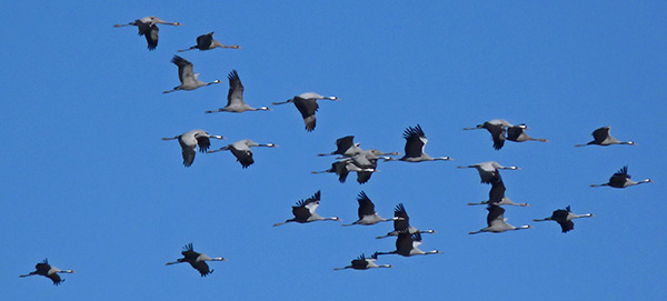 A flock of Common Cranes - Grus grus © John Muddeman