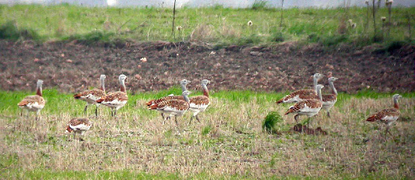 Flock of Great Bustards in winter - Otis tarda © John Muddeman