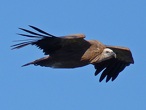 Gliding Griffon Vulture - Gyps fulvus © John Muddeman