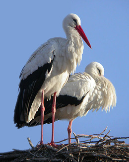 White Storks - Ciconia ciconia © John Muddeman