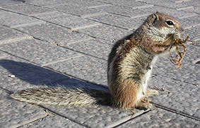 Barbary Ground Squirrel © John Muddeman