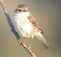 Canary Islands Stonchat female © John Muddeman