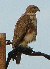 Common Buzzard © John Muddeman