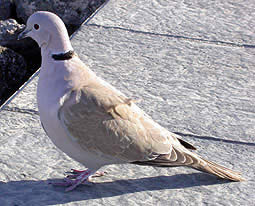 Eurasian Collared Dove © John Muddeman