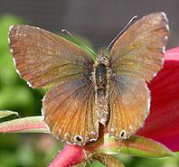 Geranium Bronze © John Muddeman