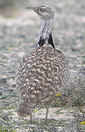 Houbara Bustard © John Muddeman