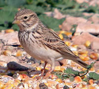 Lesser Short-toed Lark © John Muddeman