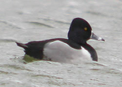 Ring-necked Duck © John Muddeman