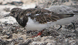 Ruddy Turnstone © John Muddeman