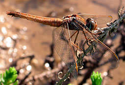 Scarlet Darter female © John Muddeman