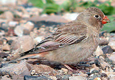 Trumpeter Finch female © John Muddeman