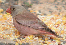 Trumpeter Finch male © John Muddeman