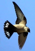 The best birdwatching in Spain & Portugal