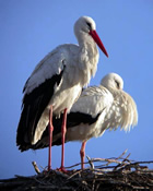 The best birdwatching in Spain & Portugal