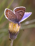 See a wealth of Spanish butterflies