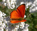 See a wealth of Spanish butterflies