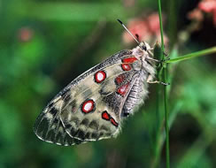 See a wealth of Spanish butterflies