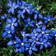Revel in Spain & Portugal's glorious wildflowers