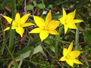 Revel in Spain & Portugal's glorious wildflowers