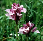 Revel in Spain & Portugal's glorious wildflowers