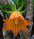 Canary Islands Wildlife & Natural History Holiday