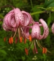 Martagon Lily – Lilium martagon © Teresa Farino