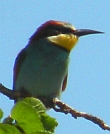 Andalucia wildlife holidays - Wildflowers, Birds, Butterflies & Dragonflies