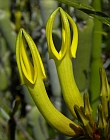 Wildlife of Lanzarote, Fuerteventura, Gran Canaria, Tenerife, La Gomera, La Palma & El Hierro