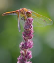 Year-round wildlife walks in the eastern Pyrenees