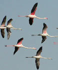 Birds and birding in Spain