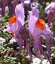 Picos de Europa - wildlife walks