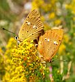 Picos de Europa - butterfly and moth holidays