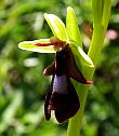 Wildflower tours - botany holidays for enthusiasts