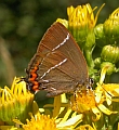 Botany, butterflies & birding in Catalonia