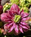 Arag&oacute;n wildlife holidays - Flowers, Butterflies & Birds