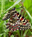 Wildflower, birding and buttefly tours