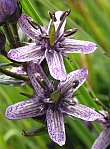 Botanical tours in the Spanish Pyrenees