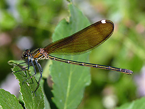 Bộ sưu tập Côn trùng - Page 3 Copper-Demoiselle-female@Calopteryx-haemorrhoidalis