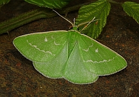 Essex Emerald – Thetidia smaragdaria