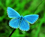Adonis blue - Picos de Europa &copy; Teresa Farino