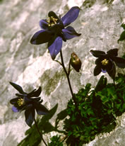 Aquilegia pyrenaica ssp. discolor - Picos de Europa. &copy; Teresa Farino