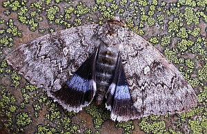 Clifden Nonpareil - Catocala fraxini © Teresa Farino