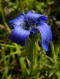 Fringed Gentian - Gentianopsis ciliata © Teresa Farino