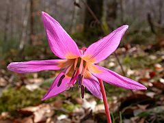 Dog's-tooth-violet - Erythronium dens-canis © Teresa Farino