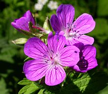 Wood Crane's-bill - Geranium sylvaticum © Teresa Farino